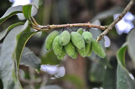 桂花果實可以吃嗎|桂花树结的果实熟了能吃吗？为何会结果的桂花树很少见？